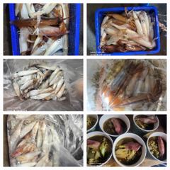 7월12일 제주잡스호 5시간 한치낚시 사진