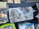 쭈갑조황 글만 보기 사진