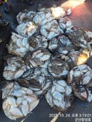 군산창성호 선상낚시 조황 사진