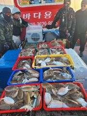 11월14일 11분 갑오징어조항 사진