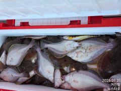 21일 고성 어구가자미 현지소수 인원으로출조 30~40키로씩 잡으셨네요.19일부터 잘나오고있습니다