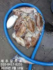 갑오징어도 "제주갈치호" 3월18일 조황 정보 사진