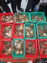 알쭈꾸미 사진