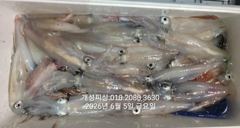 4일 한치 마릿수 먹물 폭탄 대박 한치 쿨러조황 일요일부터 자리여유많음 사진