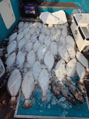 6월 6일 대광어 다운샷 사진