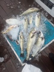 6월 7일 11명 농어외수질 조황 사진