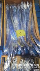 제주 일진호 6월 9일 갈치 조업조황 사진