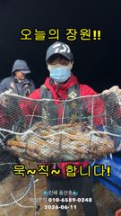 "화살촉오징어" 망탱가득~ 느나느나~ (예약가능합니다) 사진