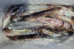  한치 세자리수 먹물 폭탄 대박 한치 쿨러조황 내일부터 예약가능 사진