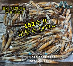 "화살촉오징어" 와~152수~ 느나느나~ (오늘,예약가능합니다) 사진