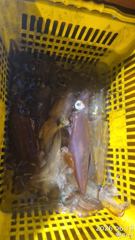 ((왕대포한치))간밤 파이팅 넘치고 여기저기 30힛트 오늘도 파이팅넘치게(예약가능자리완전텅텅 