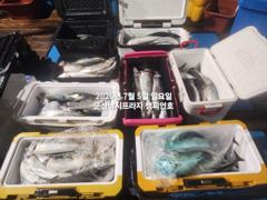 6짜 고등어~만쿨현장~느면 나온다~야간 "대왕 고등어"끝내주는 싸이즈~매일출조~라이트지깅 절대강자~군산 챔피언호 사진