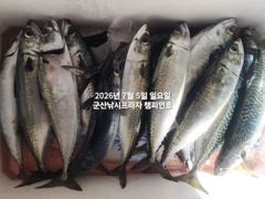 6짜 고등어~대폭발~느면 나온다~야간 "대왕 고등어"끝내주는 싸이즈~매일출조~라이트지깅 절대강자~강추~군산 챔피언호 사진