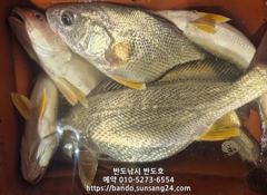 씨알좋은 수조기 손맛 보시러 오세요.오늘 오후6시출항(예약가능),금요일 한치(예약가능)  사진