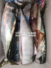 야간 왕고등어~오늘도 갑니다~"싸이즈 끝내주는 고등어"~고등어,삼치,등~~매일출조~~군산 챔피언호 사진