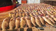 ♥ 붉바리들..이정도는 잡아봐야지요 대박 붉바리조황입니다[2026년07월21일] ◎ 해마루호가 뜨는이유? 조황때문이죠 ◎ 핵심포인트: 바로진입.. 바로히트.. ▣ 차원이 다른 조황으로 모십니다 ▣ 요즘 붉바리낚시가 대세입니다