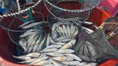 부세 백조기 잘 나와요 사진