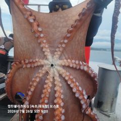속초보스호 7/26(일) 대(왕)문어조황 ...크라켄도 나와주고..... 사진