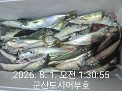 7.31도시어부호 야간 고등어 조황 쿨러 입니다. 사진
