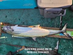 실시간  빅사이즈 대삼치 117cm랜딩~ 진행중~오후/월(오전,오후)모집 사진