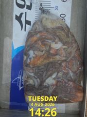 8월4일 조황 사진