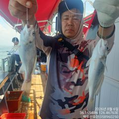 26년8월6일 홍원항 백두산호 백조기 조황입니다.. 사진