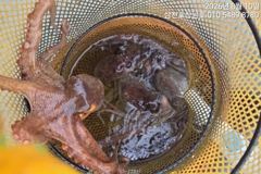 오전10시출조 상쾌하고 시작이좋습니다 사진