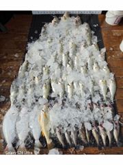 [농어조황] 8월9일 대농어 조황 (굿~!!) 사진