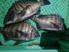 (FM 피싱호 ㅡ감성돔흘림)~내일 감성돔흘림 정상출조합니다  사진