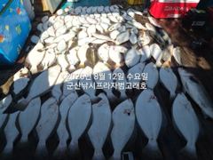 8월12일 군산 범고래호 생미끼 다잡아 광어,우럭,농어 등 대박 조황 사진