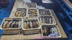무늬오징어 팁런조황... 사진