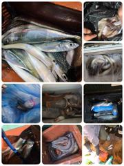 [포항] 야간 장어 고등어 전갱이 다잡아 렛츠고! 금토일월 예약중 사진