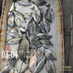 병산 감성돔36외 마리수 농어마리수 선외기 흘림조황~~ 사진