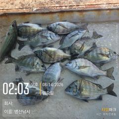 병산  감성돔마리수  농어마리수 선외기 흘림조황~~ 사진