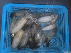 통영신광호 무늬오징어 오늘도 세자리수 퍽퍽합니다