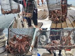 문어,두분,세분,동시히트.우루루,왕창,,(에약가능) 사진