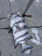 [격포] [격포 힐링호] 8/15 돌돔 조황 사진