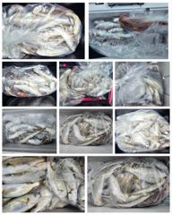 [보령,서천] 8월15일(토) 비엔나호 먼바다 백조기 조황 사진