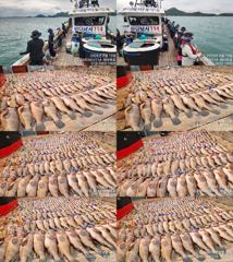 [고흥,녹동] 붉바리들..이정도는 잡아봐야지요 역대급 초대박 붉바리조황입니다 … 사진