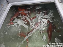 첼린저호 참돔흘림 조황