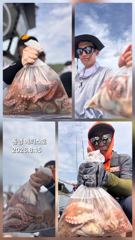 통영] 문어 사량도 굴어장 조황 15일(토) 통영 메티스호 사진