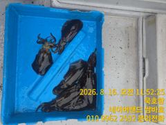 묵호항 무늬오징어  사진