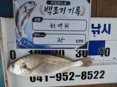 8월 16일 홍원항 아일랜드호 백조기 이벤트! 드디어 35cm 킬사이즈 등장! 왕중왕전 1위 탈환! 사진