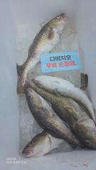 23.8.16일 대구라바 조황 입니다  사진