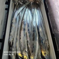<<내만갈치>>물반 고기반 만쿨조황 폭발적인 입질 굿 사진
