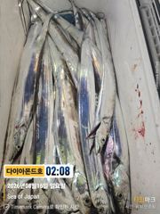 [진해] 오늘 화요일 출항확정! 예약가능! 전화주세요~ 사진