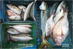 [부산] 참돔 45cm.뱅어돔.부시리 호조황. 사진