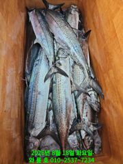 ''왔다! 또 히트 !'' 대삼치 피딩타임 제대로 터졌습니다 (수욜오후모집중) 사진