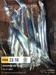 [드래곤피싱] 통영갈치 8월20일 입항조황 - 갈치야 보고싶었다 !! 사진