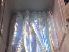 통영 먼바다 갈치 조황  기상만 좋으면 매일매일 출발 합니다 사진
